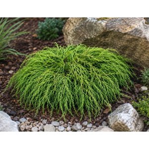 Cypruštek hrachonosný (Chamaecyparis pisifera) ‘FILIFERA NANA’ - výška 10-15 cm,  Ø 15-20 cm, kont. C2L